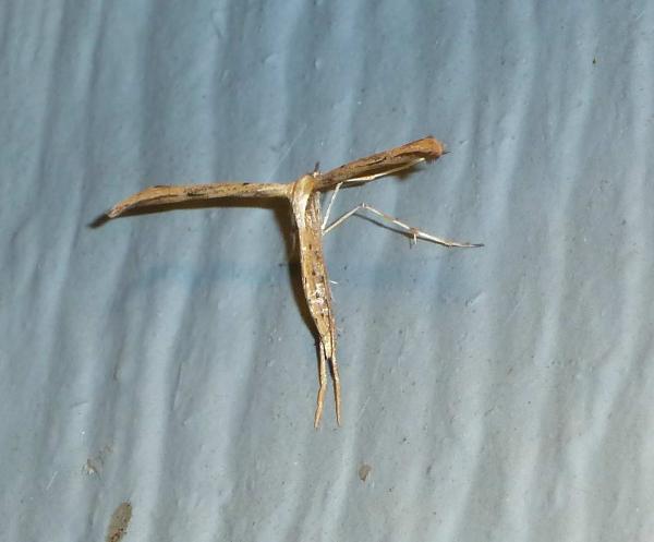 Photo of Emmelina monodactyla by <a href="http://morrisoncreek.org/">Kathryn Clouston</a>